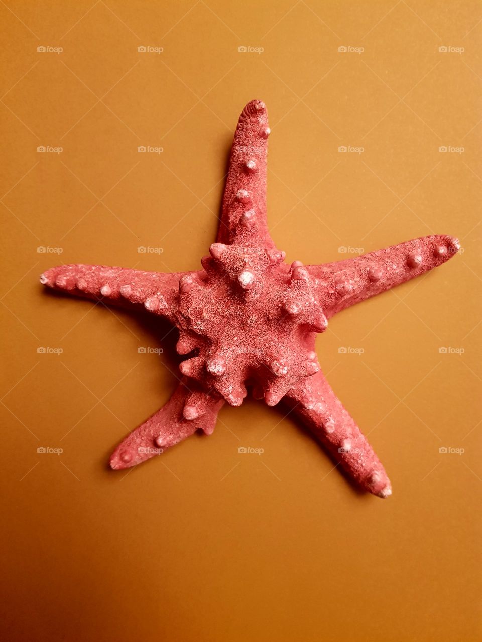 starfish