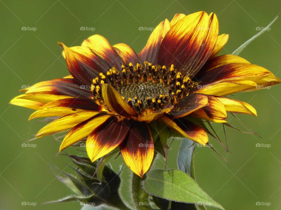 sunflower...good morning