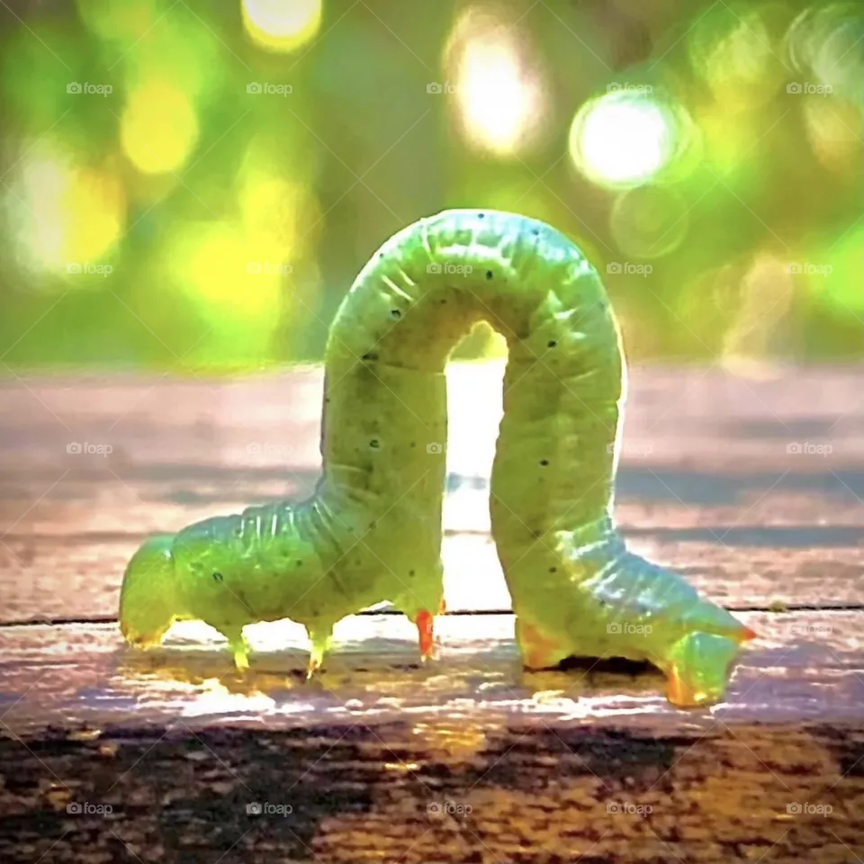 worm