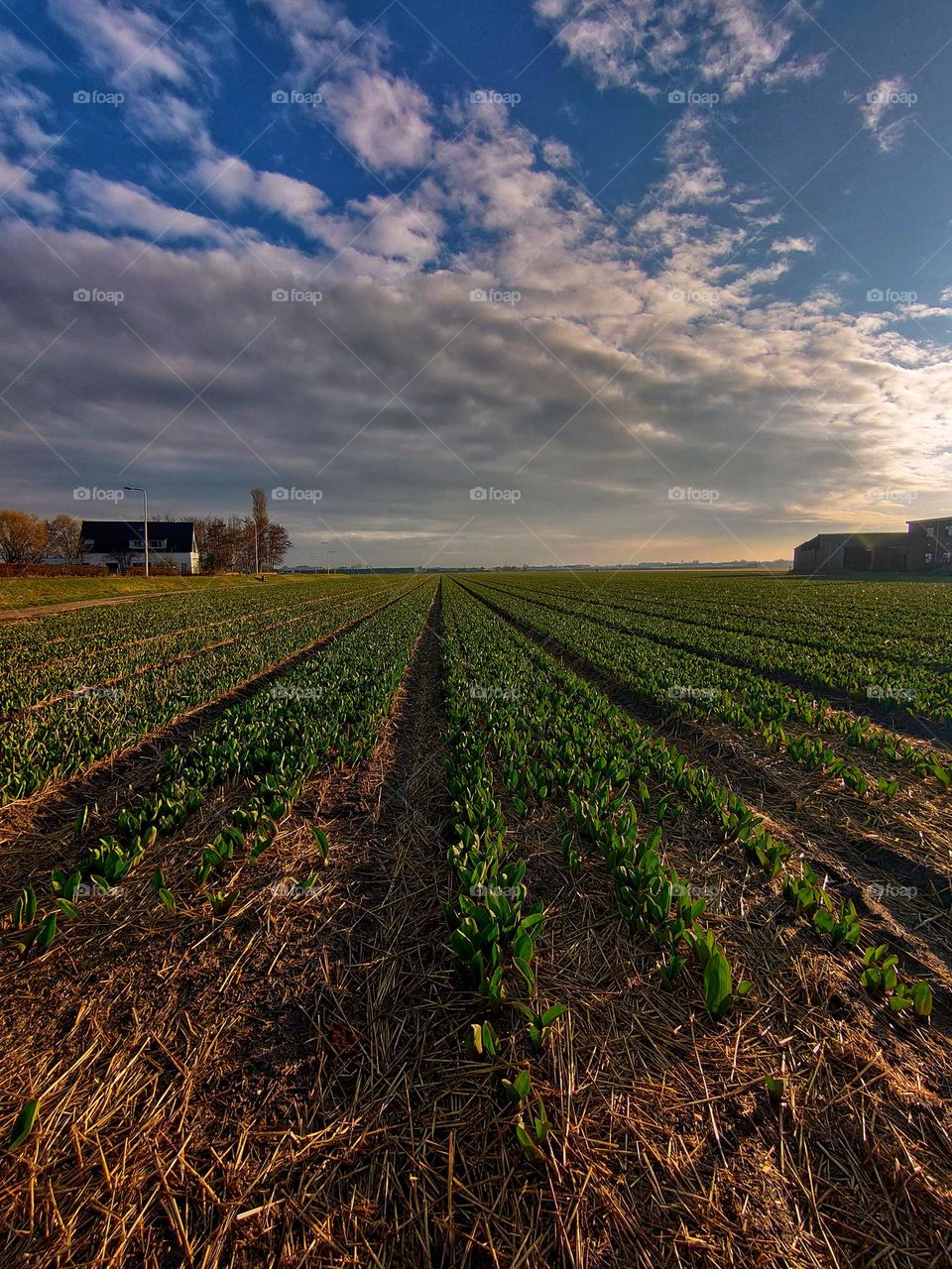 dutch landscape