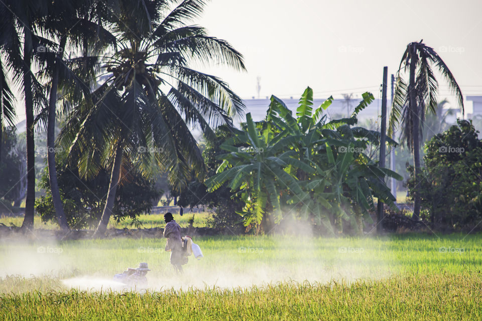 Farmers are spraying crops in a green field.