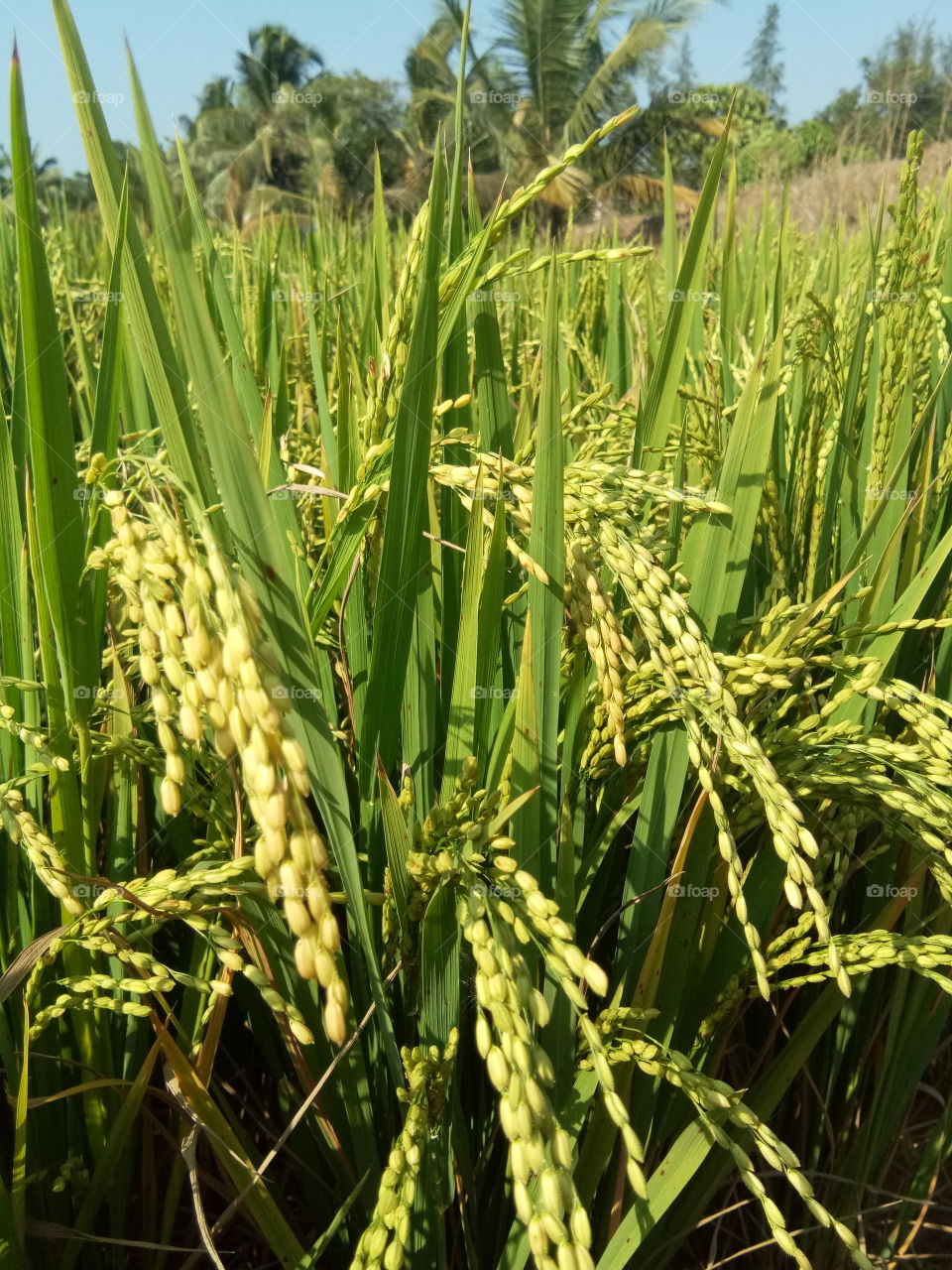 Raw Rice field