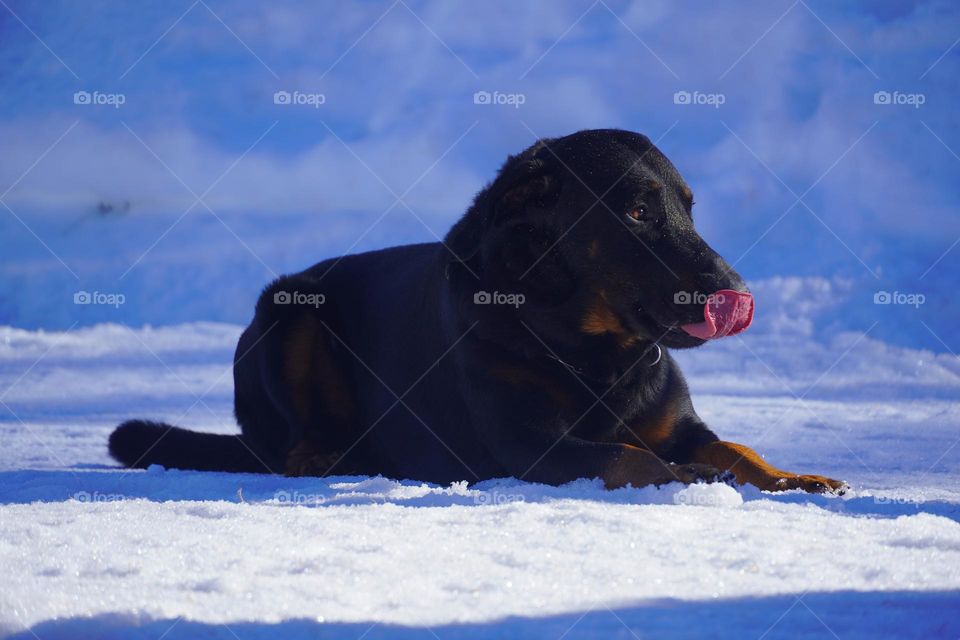 Lovely dog on the snow 