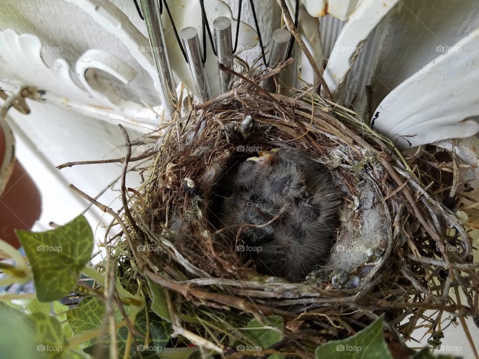 Nest, Bird, No Person, Nature, Straw