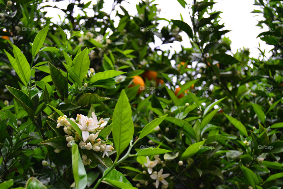 Orange tree