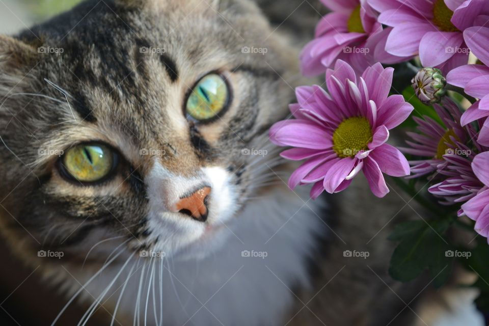 Portrait, Nature, Animal, Cat, Cute