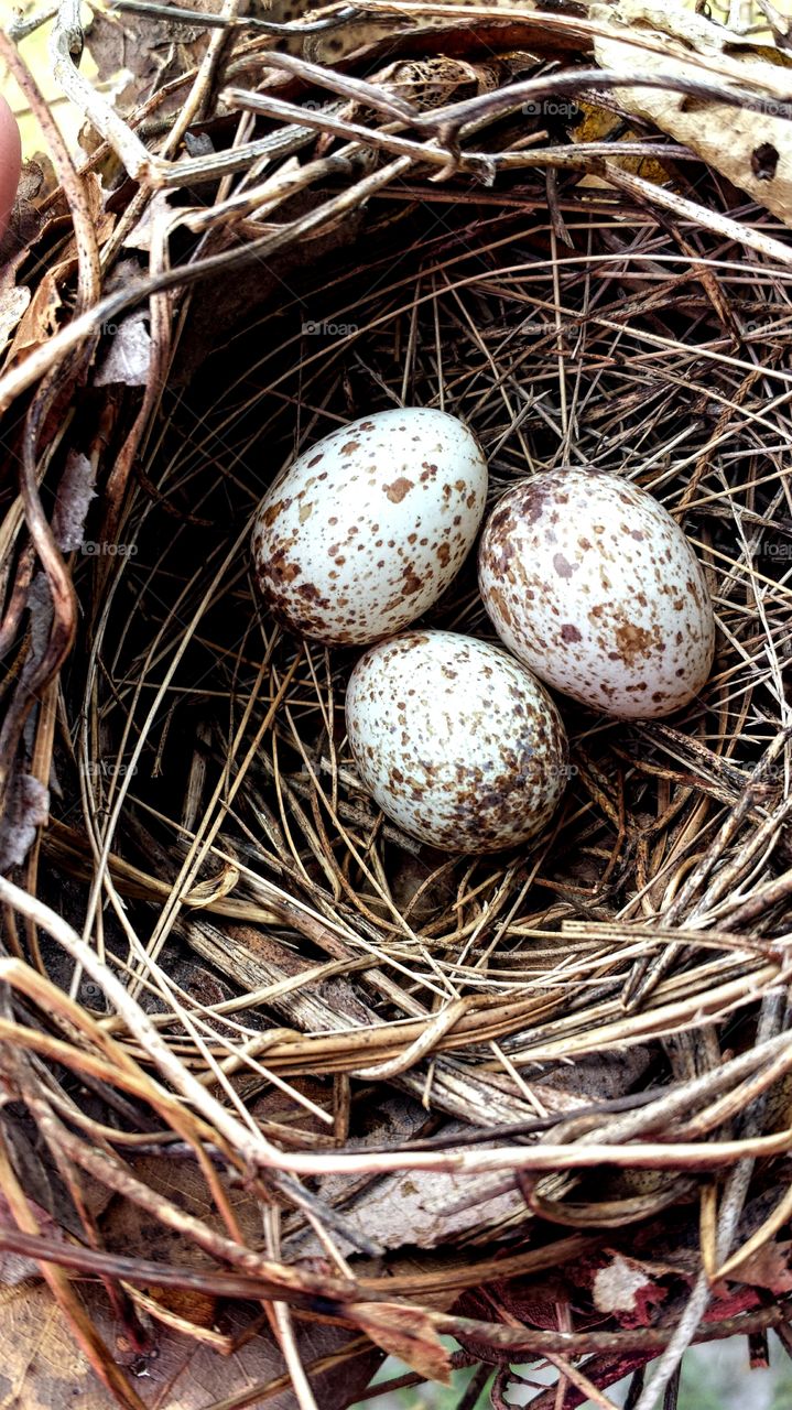 Bird's Eggs in Nest