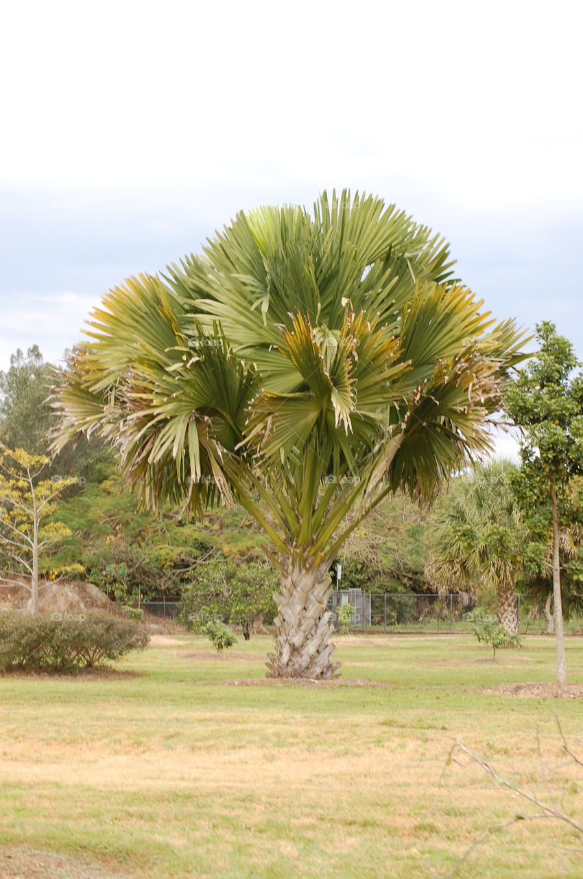 palm