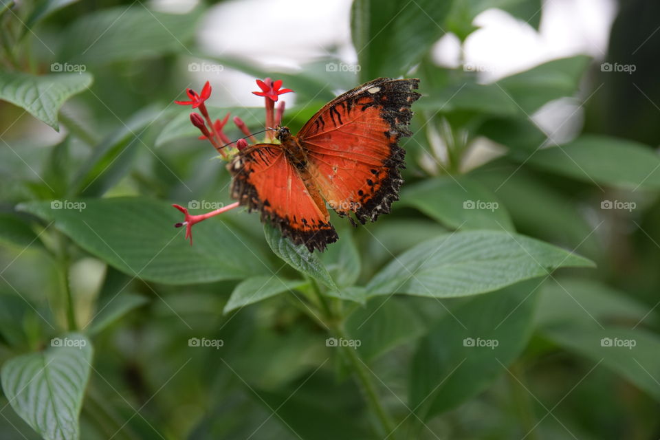 Cethiosia biblis on flower