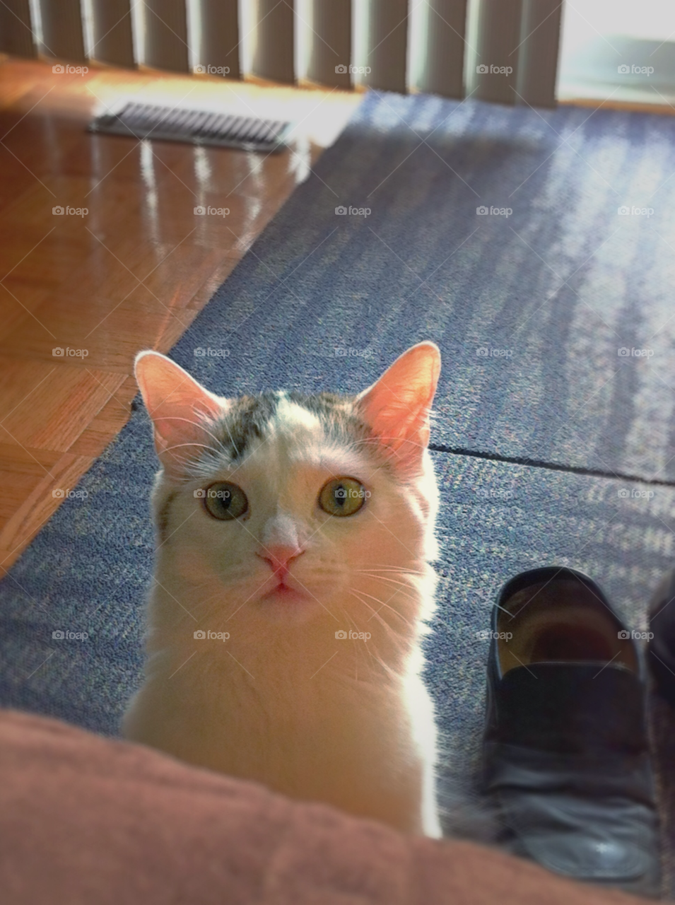 summer dog cat funny by dodgercraz