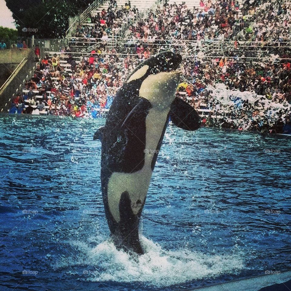 Shamu