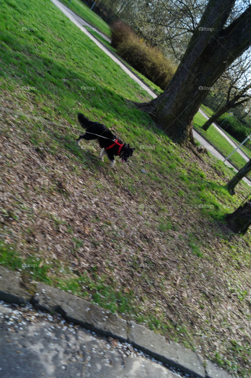 My dog in park