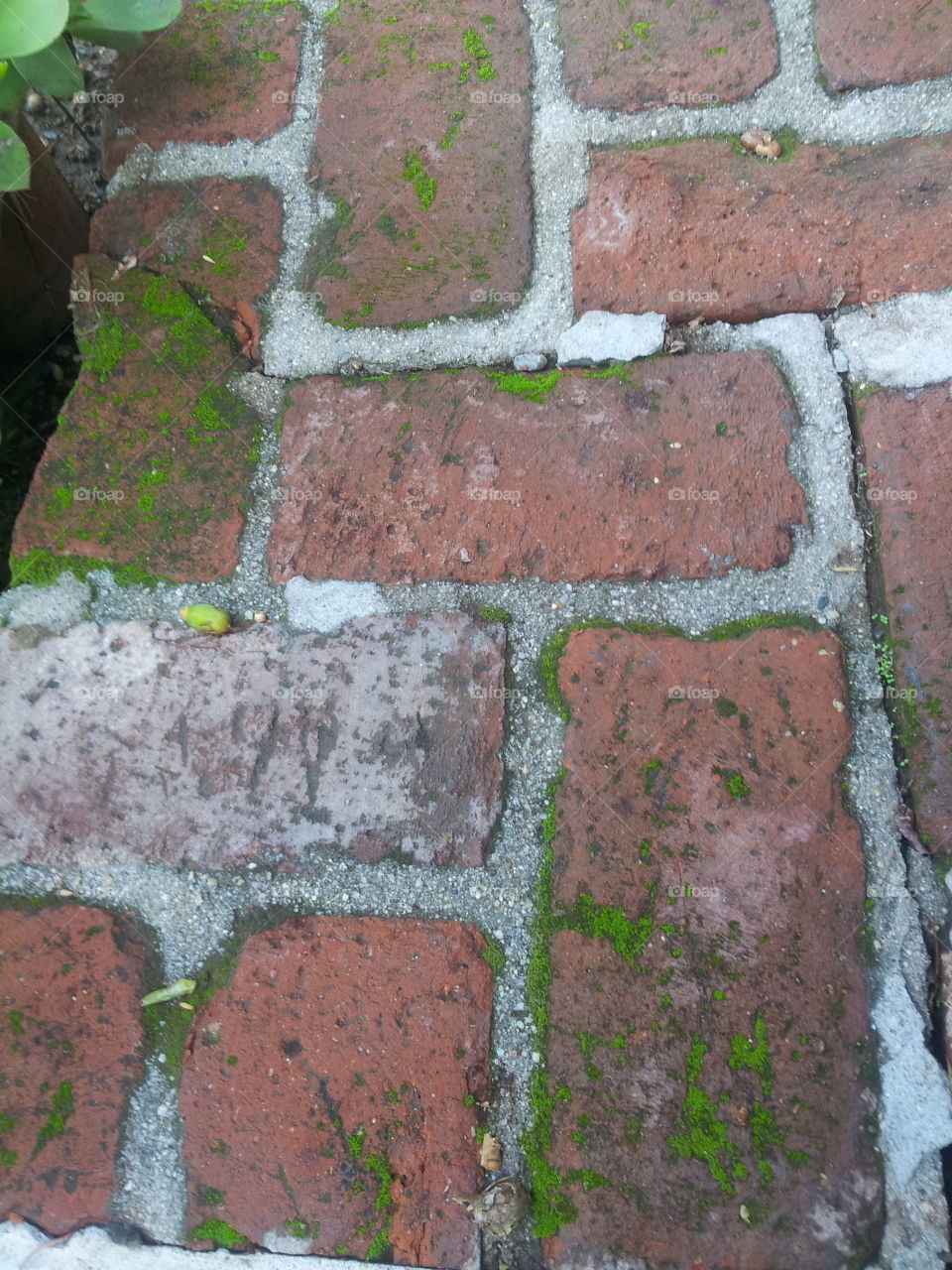 moss on bricks. missy bricks