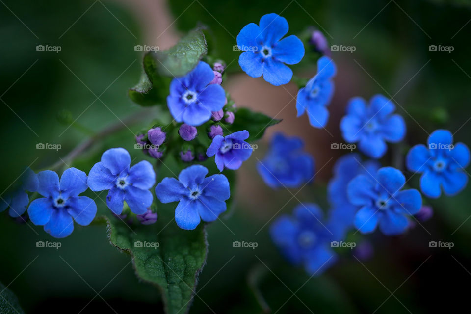 Forgetmenots