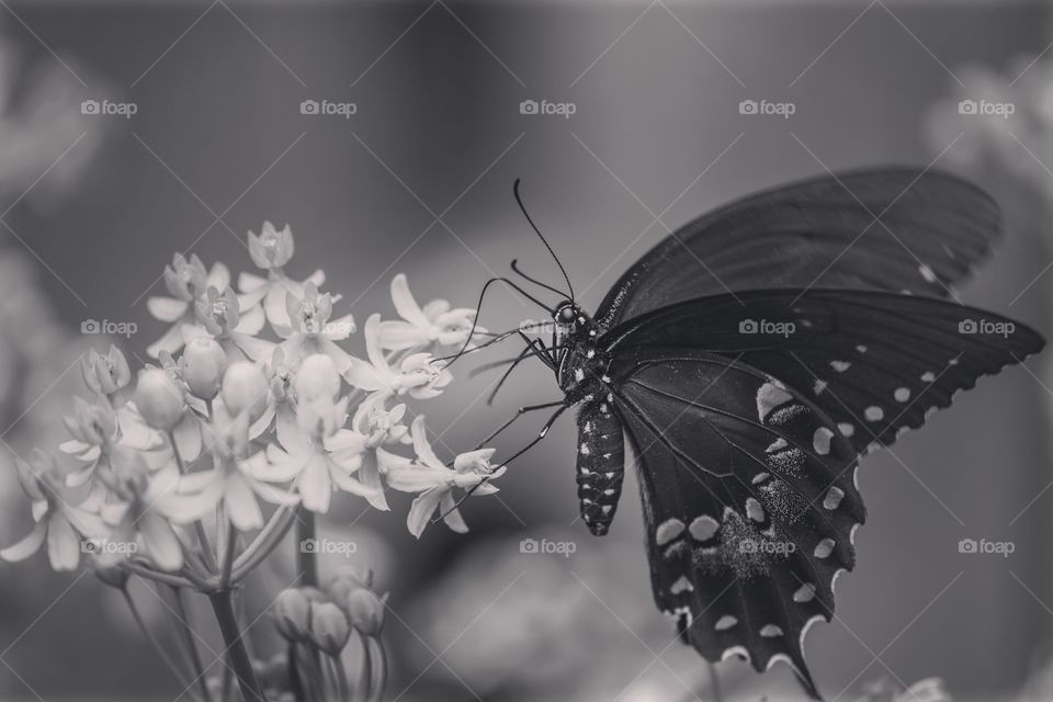 Spicebush swallowtail on milkweed in black and white