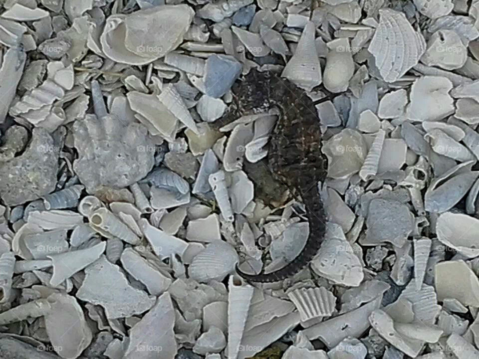 Seahorse found in Seashells