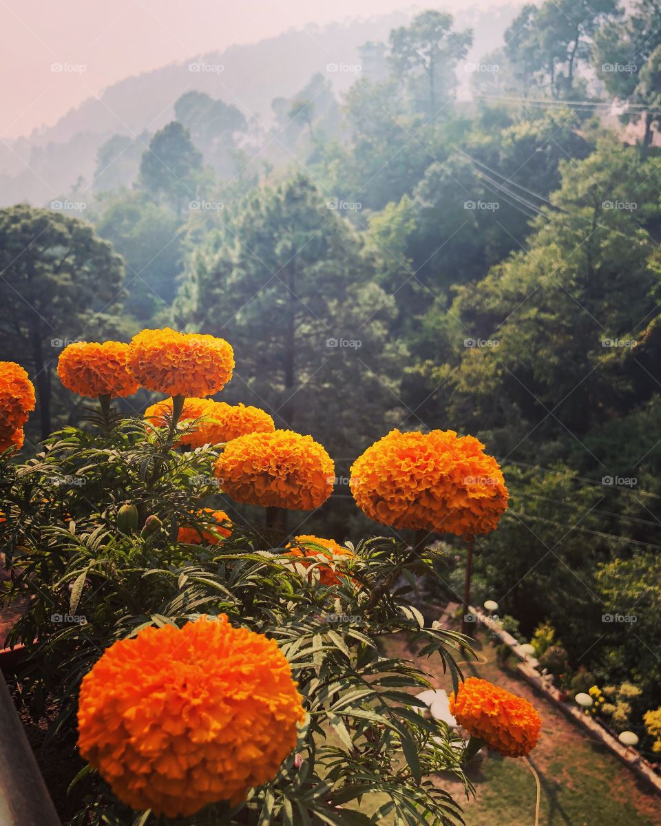 Marigolds in the Himalayas 