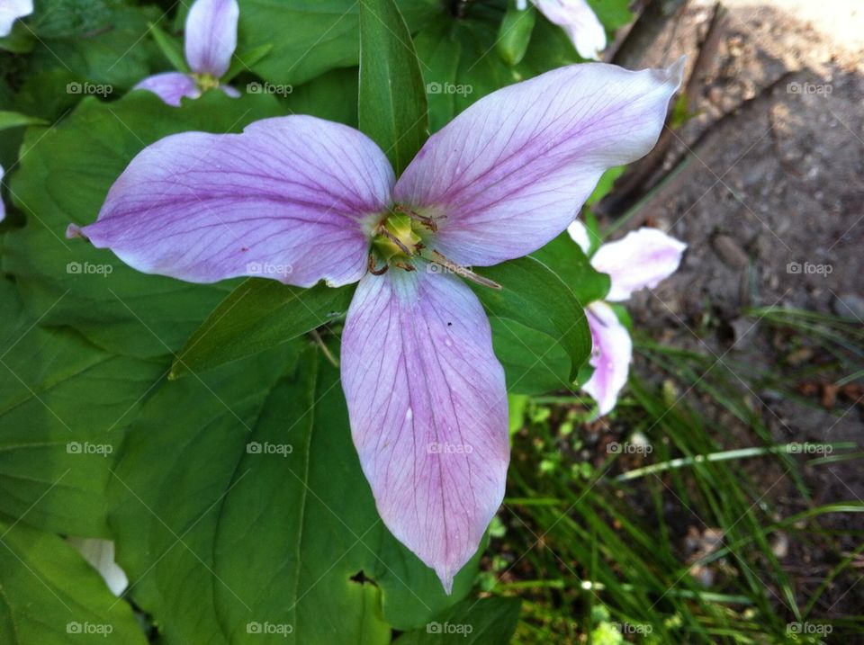 Trillium