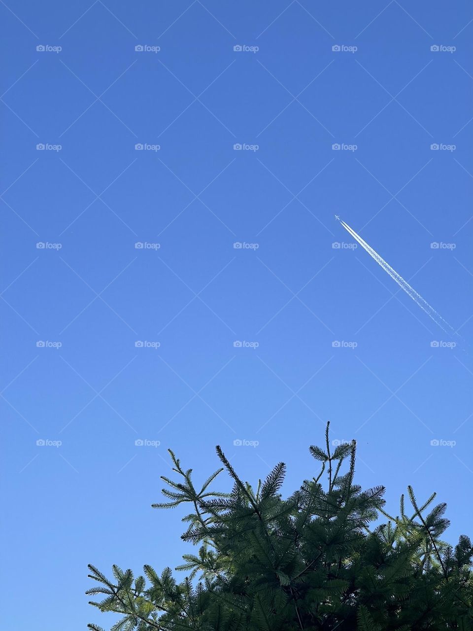 Clear sky with aeroplane and bright green tree
