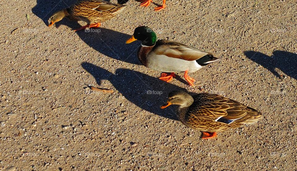 Mallard pair - Drake and Hen