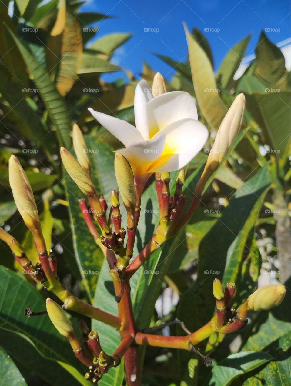 white flower and blue sky