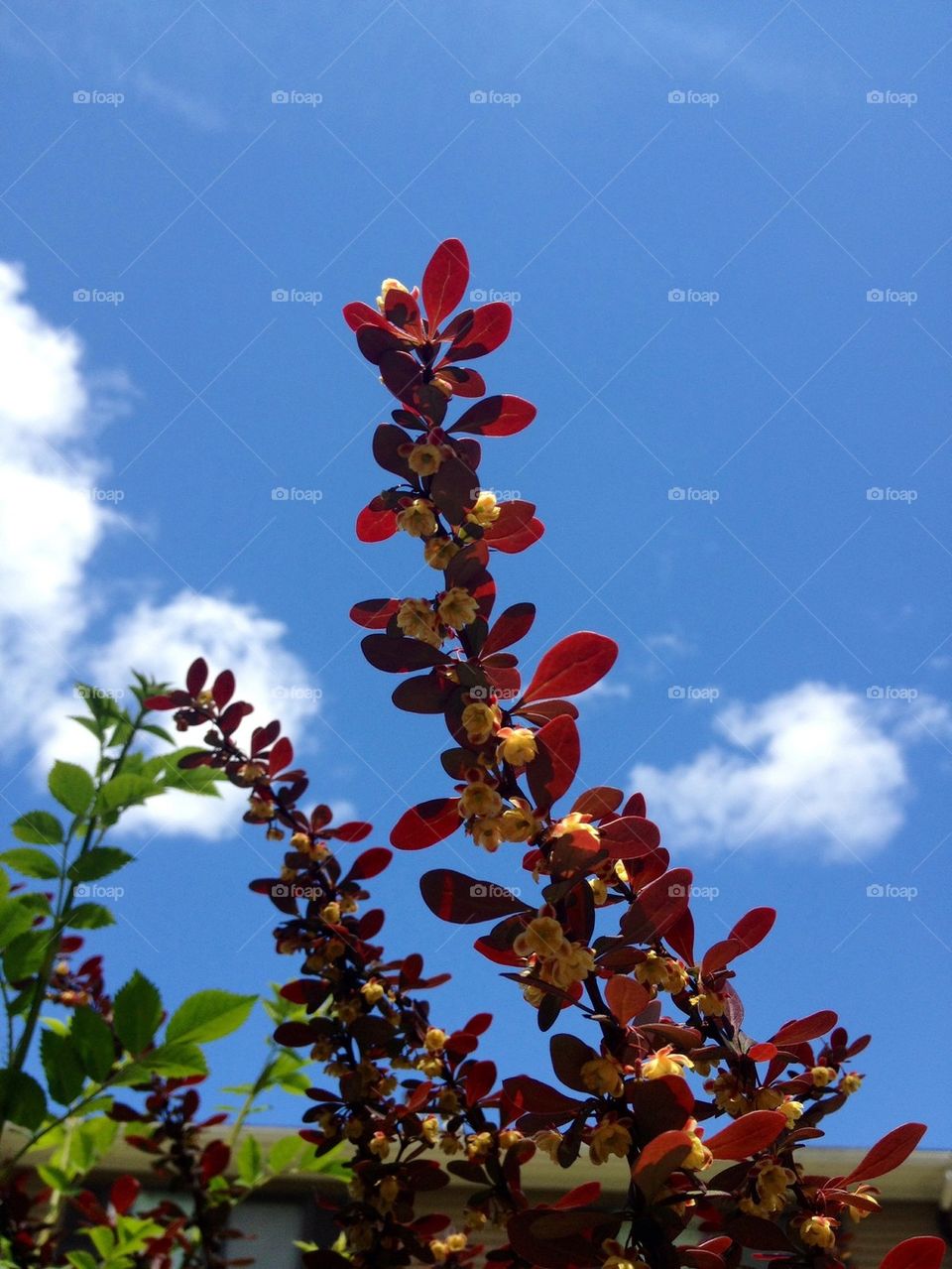 sky green flowers yellow by jmh