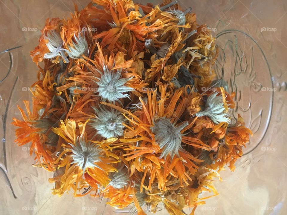 A herbalist’s store of dried calendula flowers
