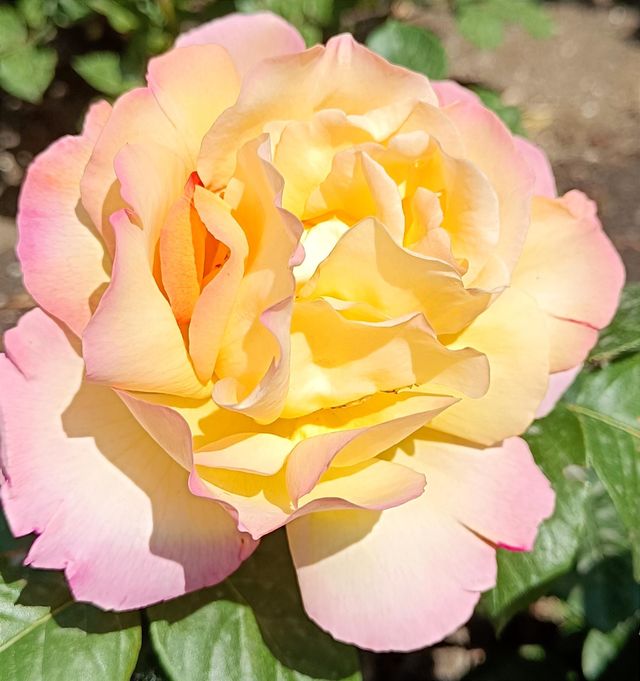 Gorgeous rose
