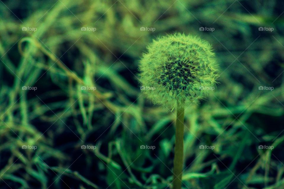 dandelion in a field of grass