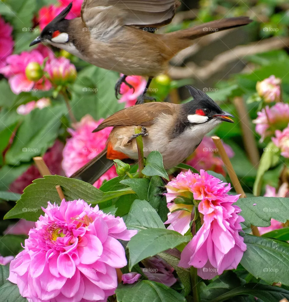 birds in the flowers