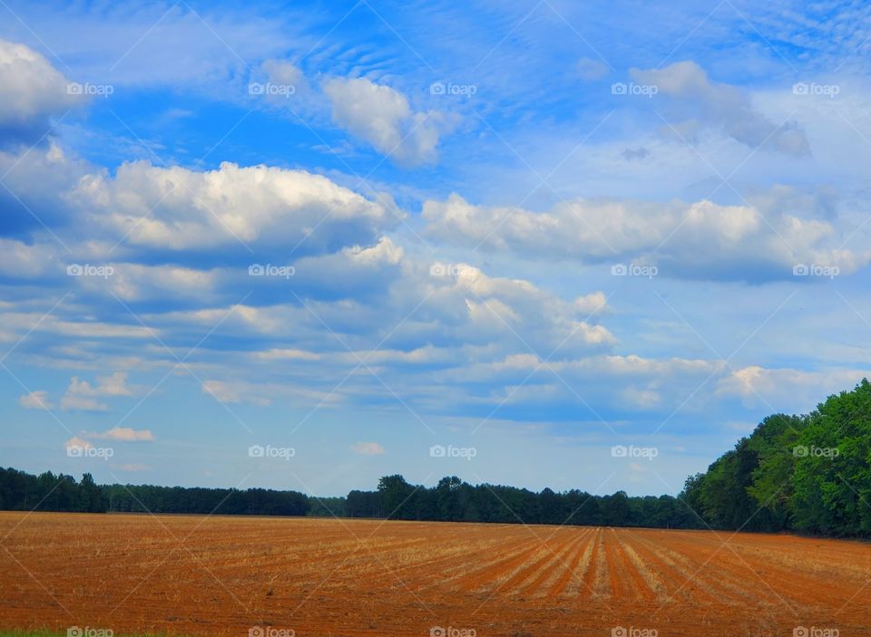 farm field harvest