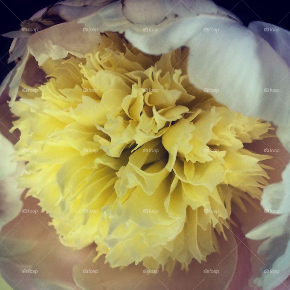 Peony