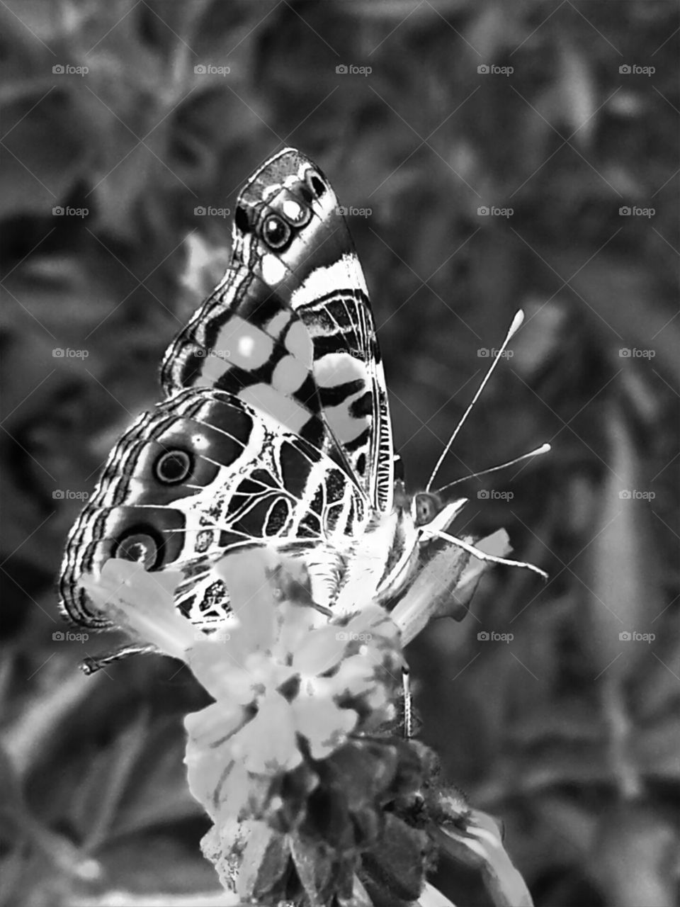 black and white. monarch butterfly