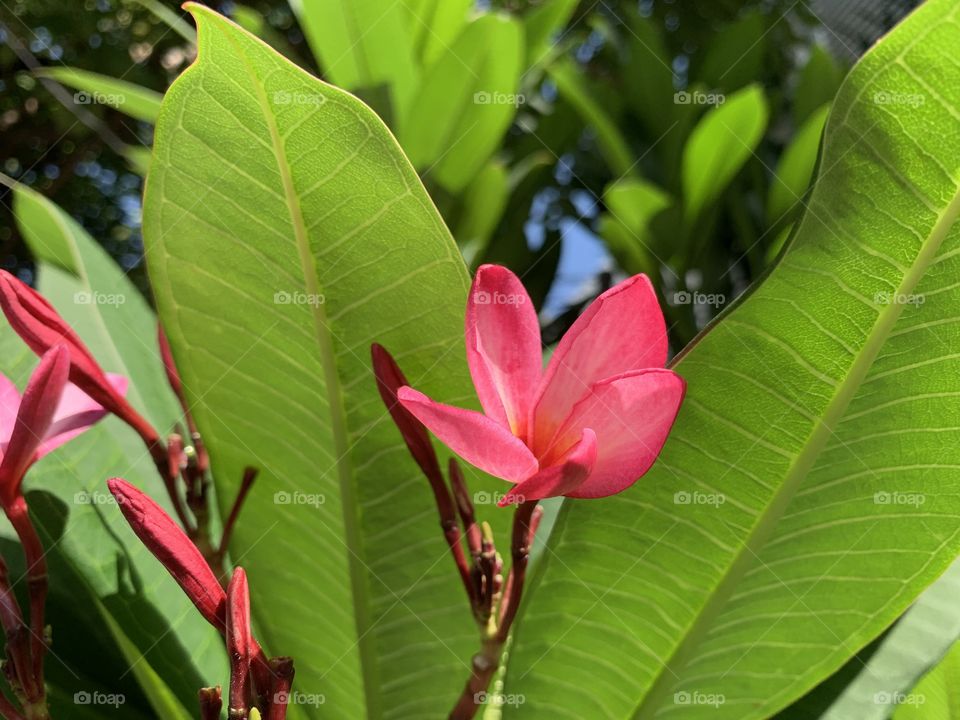 Red maxican plumeria 