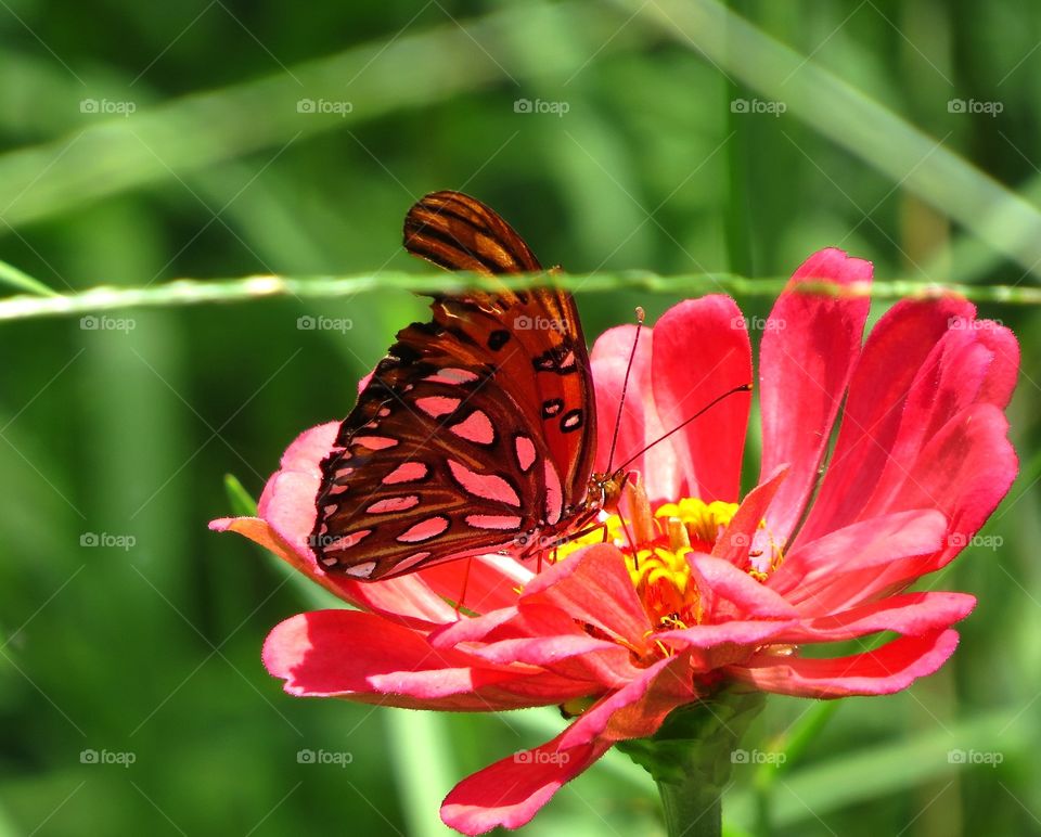 Sun shining thru butterfly wings