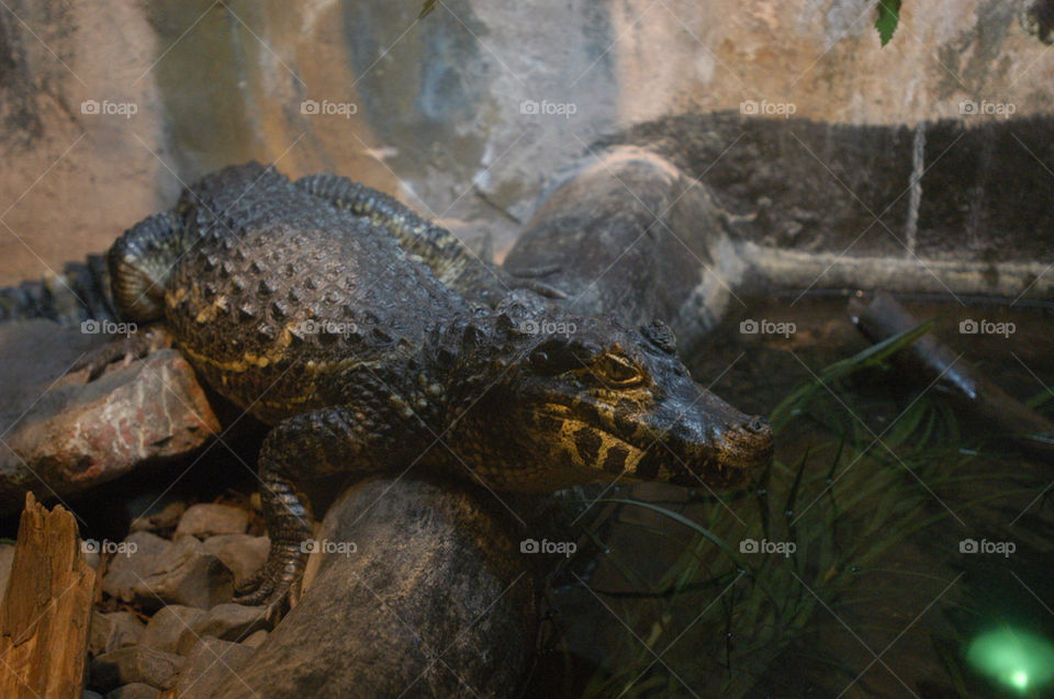 wildlife alligator crocodile scary by stevephot