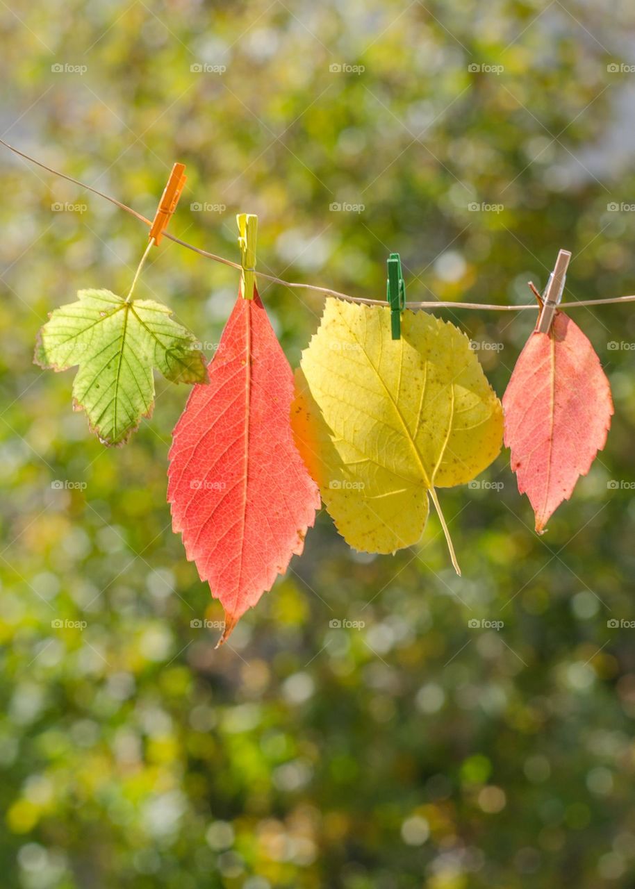 Autumn background