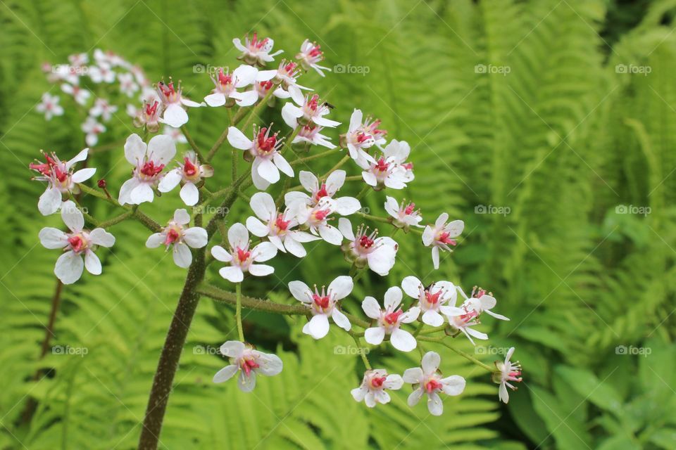 Sweet summer flowers 