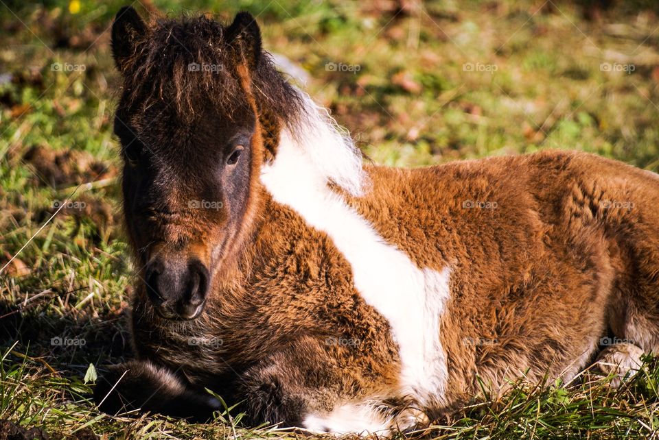 Foal. A Shetland pony foal