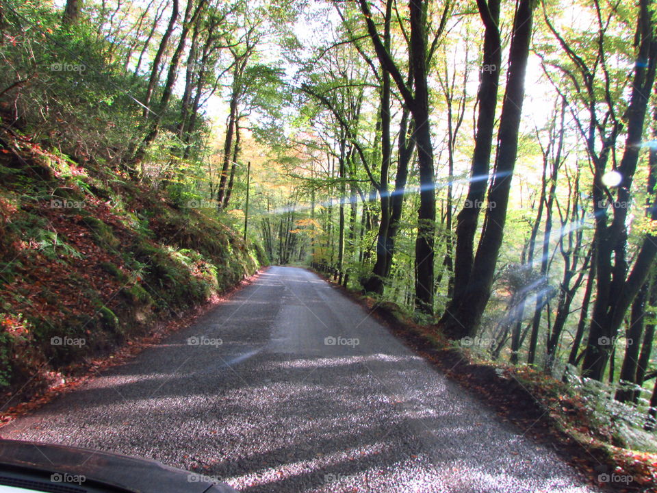 Wood, Road, Landscape, Tree, Guidance