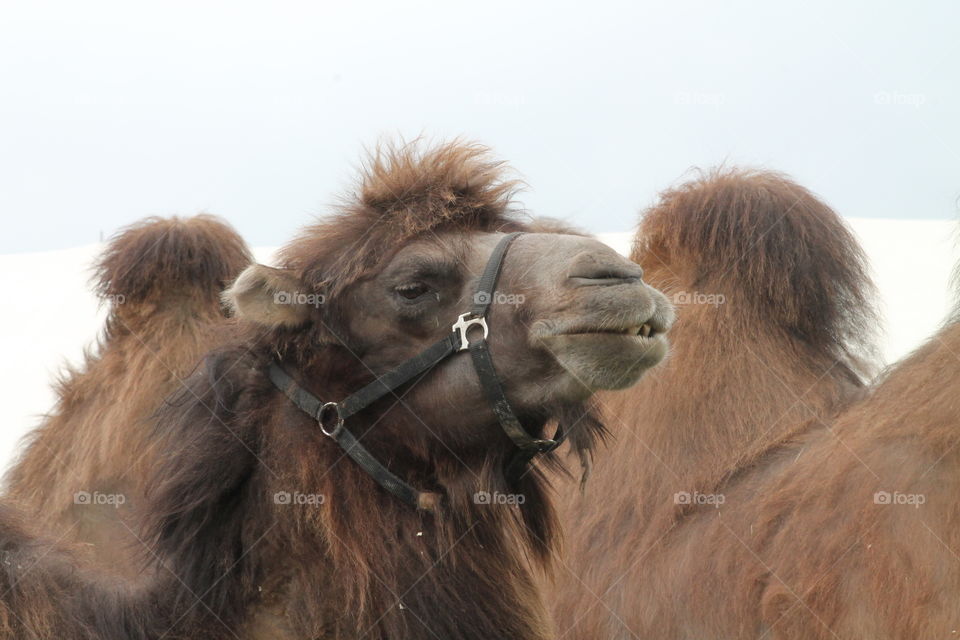 Close-up of brown camel
