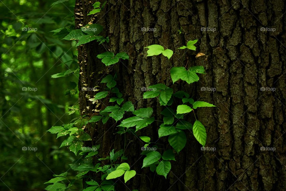  Close up of poison ivy on a tree trunk 