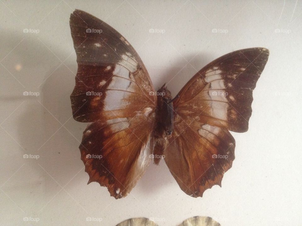 Brown butterfly 