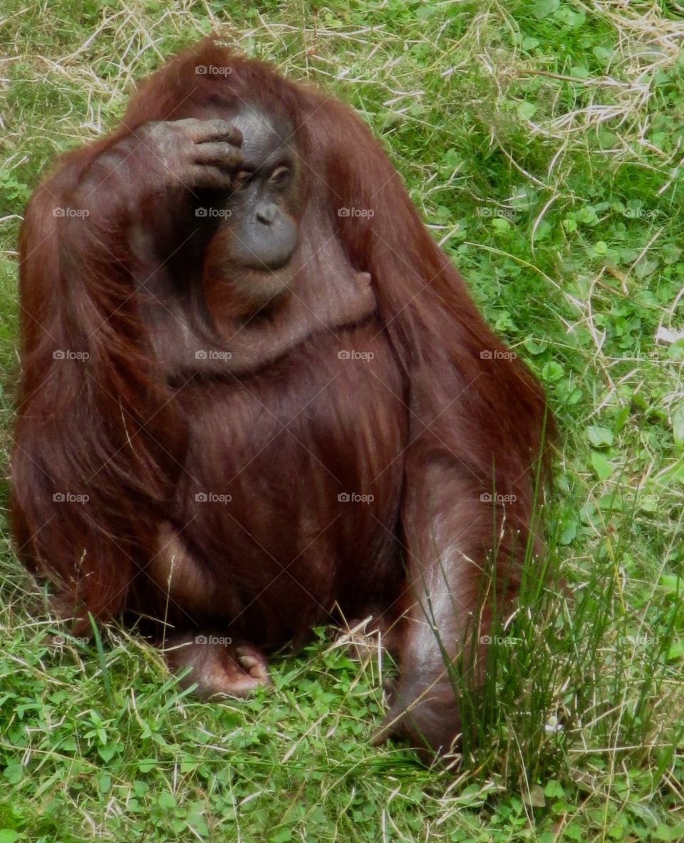 Orangutan