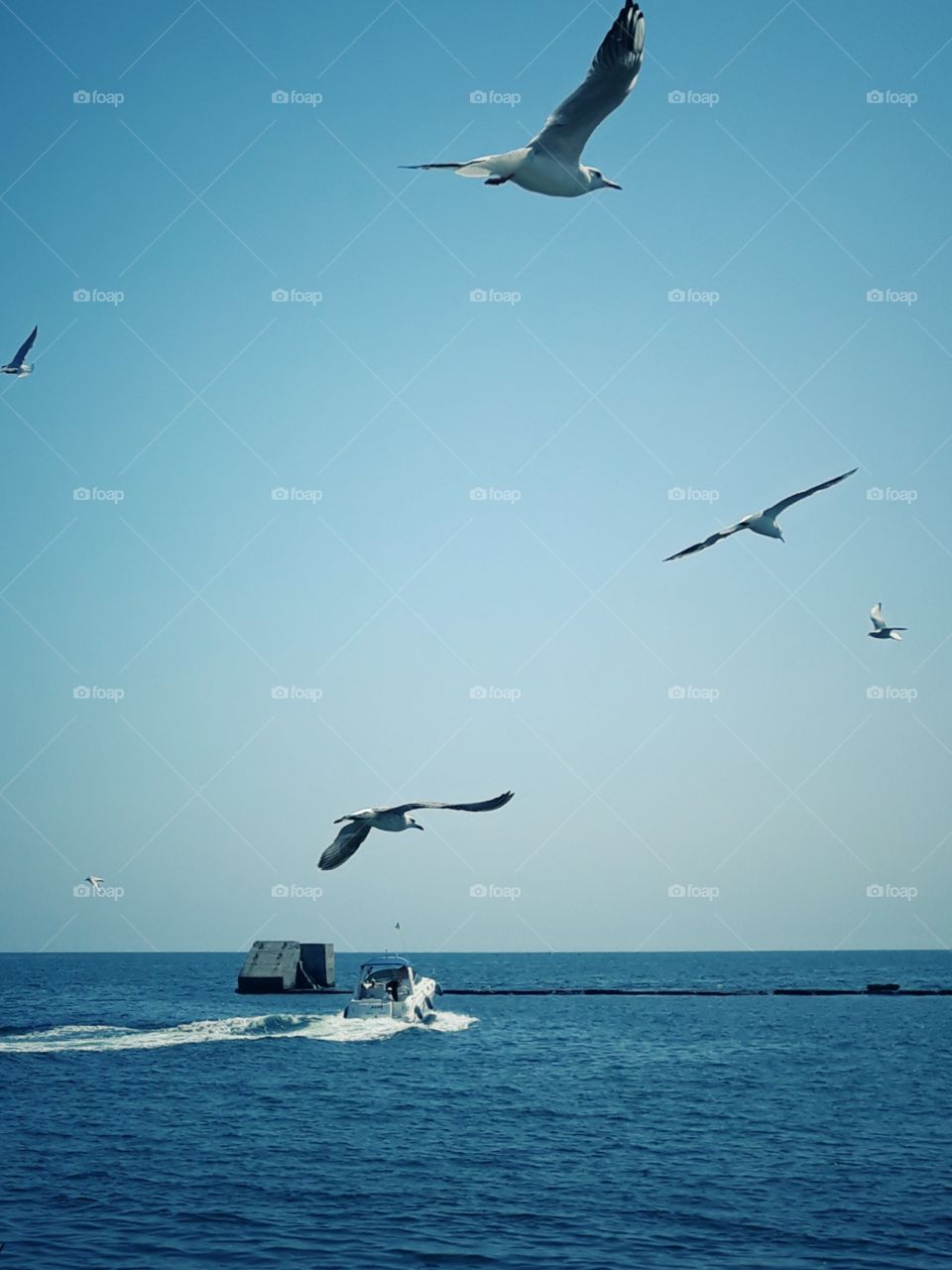 seabirds on the sea