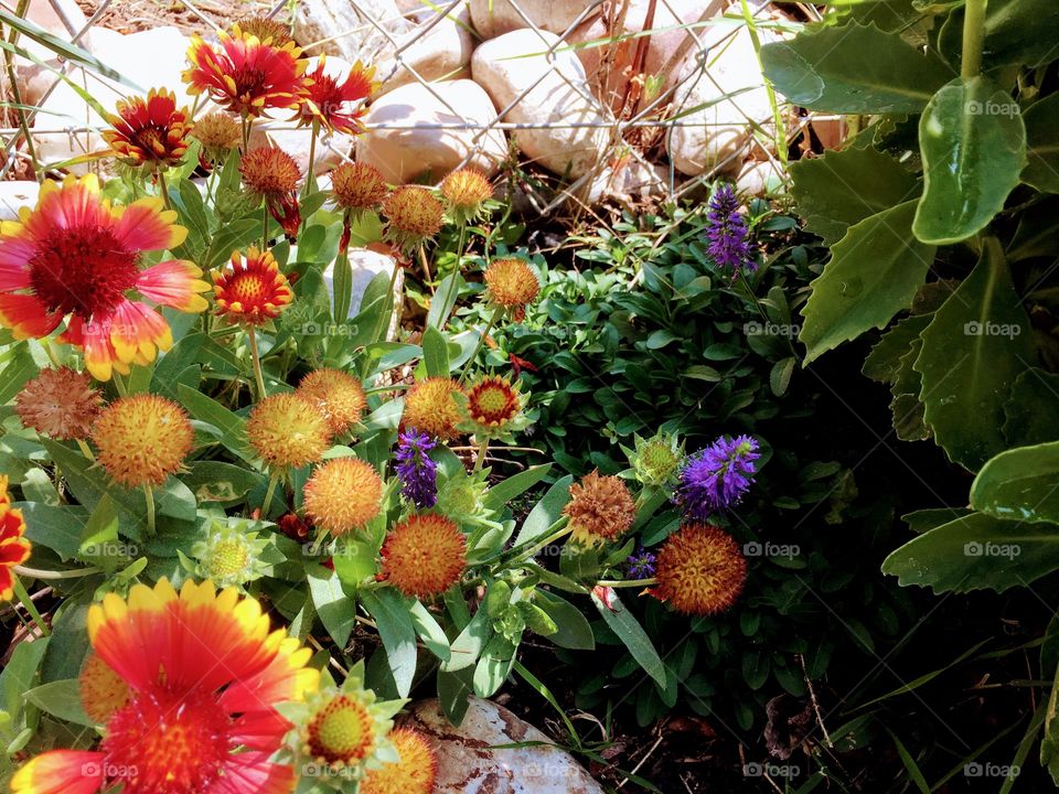 At All Stages of Bloom