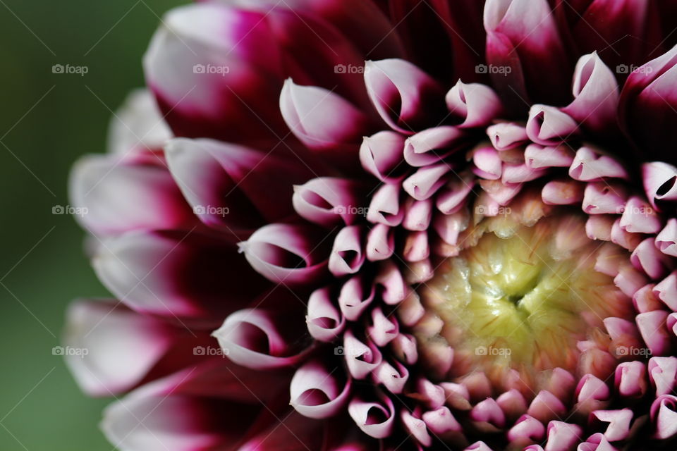 Extreme close up of flower