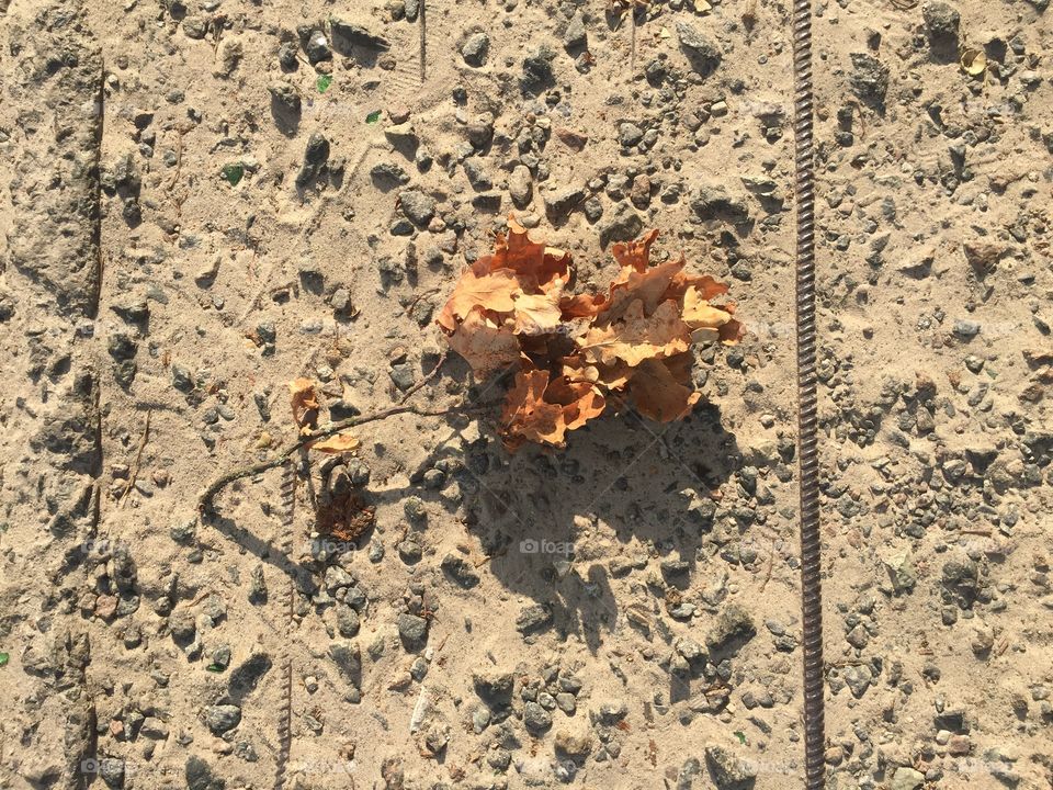 Dry Autumn leaves on the ground