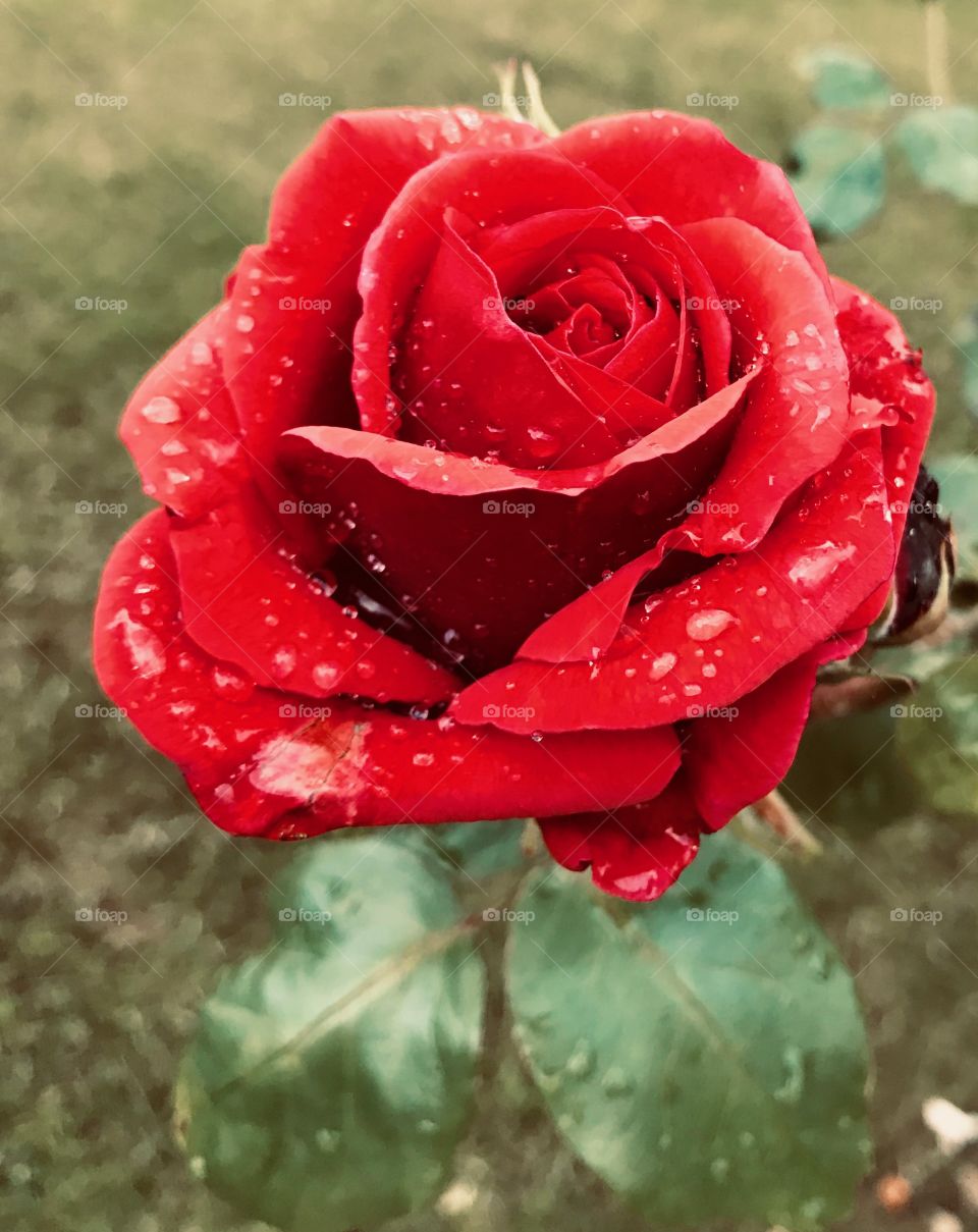 Raindrops on a red Rose