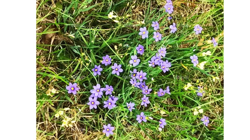 Blue eyed grass, part of the Iris family, carpets the ground in nature. The lavender purples and green hues of the grass exclaim a sunny spring afternoon. 